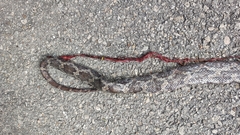 Pseudelaphe phaescens