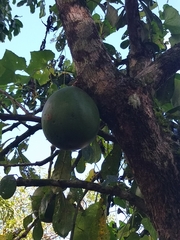 Crescentia cujete