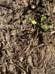 Sciota rubrisparsella