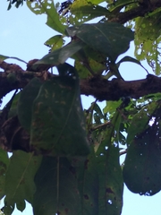 Crescentia cujete