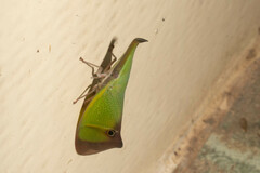 Odontoptera carrenoi
