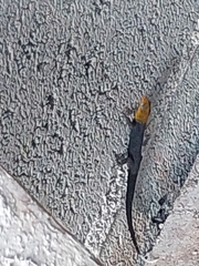 Gonatodes albogularis