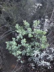 Arctostaphylos rainbowensis