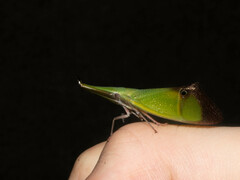 Odontoptera carrenoi