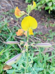 Crotalaria retusa
