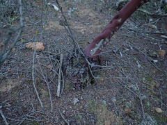 Arctostaphylos rainbowensis