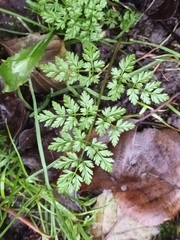 Daucus carota