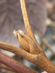 Hydrangea quercifolia