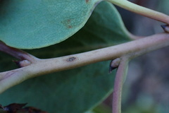 Arctostaphylos rainbowensis