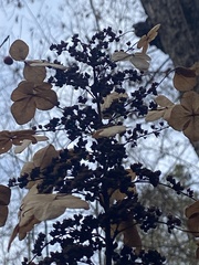 Hydrangea quercifolia