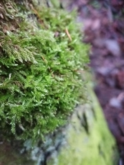 Hypnum cupressiforme