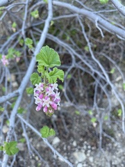 Ribes malvaceum