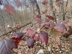 Hydrangea quercifolia