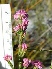 Erica corifolia