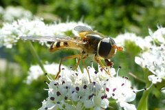 Epistrophe nitidicollis