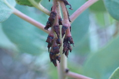 Arctostaphylos rainbowensis