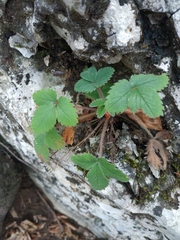 Potentilla micrantha