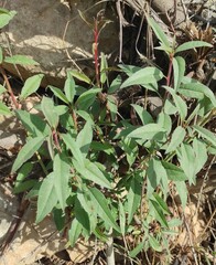 Prunus amygdalus