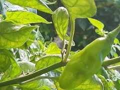 Capsicum chinense