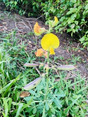 Crotalaria retusa