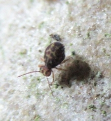 Dicyrtomina