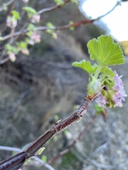 Ribes malvaceum