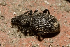 Otiorhynchus sulcatus