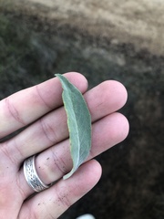 Salvia apiana × mellifera