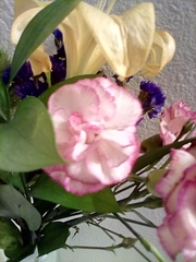 Dianthus caryophyllus