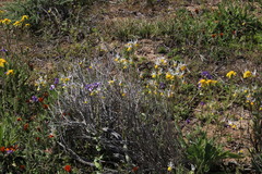Nemesia cheiranthus