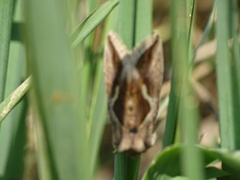 Macdunnoughia confusa