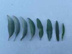 Salvia apiana × mellifera