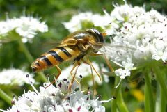 Epistrophe nitidicollis