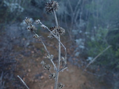 Salvia apiana × mellifera