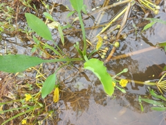 Limnocharis flava