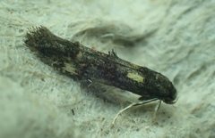 Mompha raschkiella