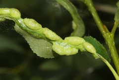 Thecabius populimonilis