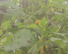 Tithonia diversifolia