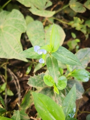 Commelina diffusa
