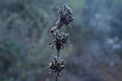 Salvia apiana × mellifera