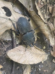 Apterodorcus bacchus