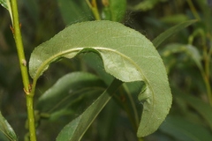 Thecabius populimonilis