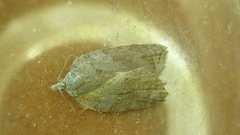 Acleris sparsana