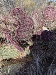 Opuntia phaeacantha