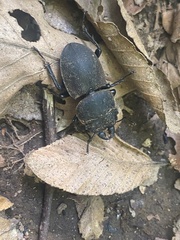 Apterodorcus bacchus