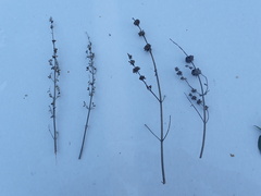 Salvia apiana × mellifera