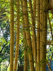 Bambusa vulgaris