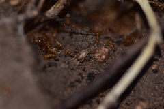 Myrmecophilus myrmecophilus