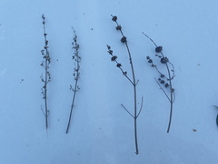 Salvia apiana × mellifera