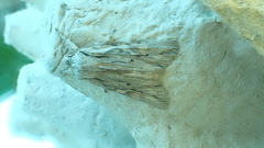 Lithophane leautieri